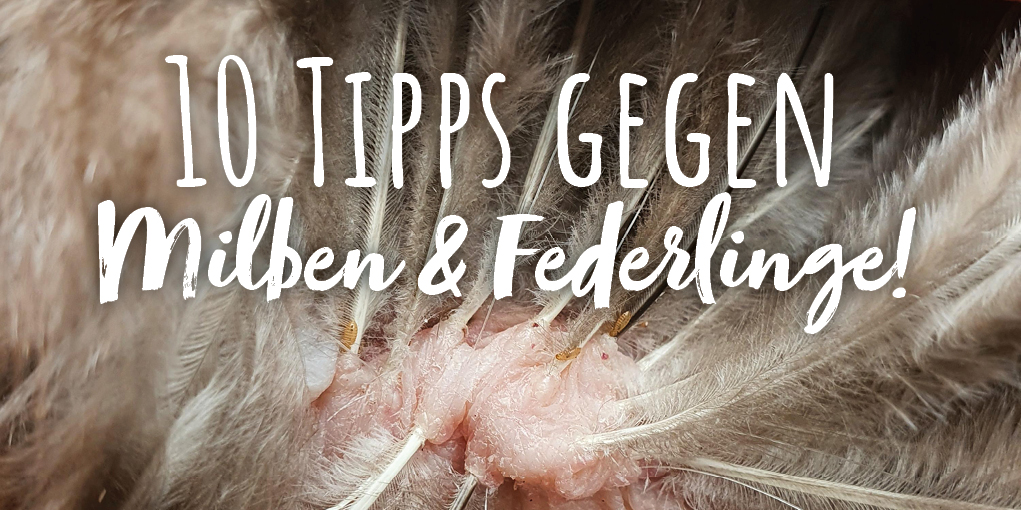 10 Tipps gegen Milben und Federlinge - 