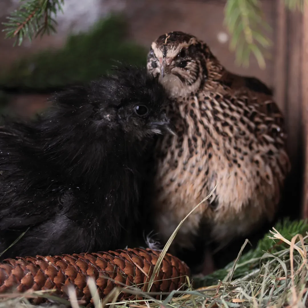 Wachteln und Hühner zusammenhalten