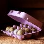 12er Wachteleierschachtel Pappe - Lavender